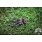 Ephebopus rufescens / Red Skeleton Tarantula 4fh   (2-3cm)